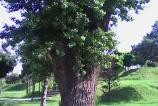 Allview-A5-Smiley-Mostre-foto-ziua_020.jpg