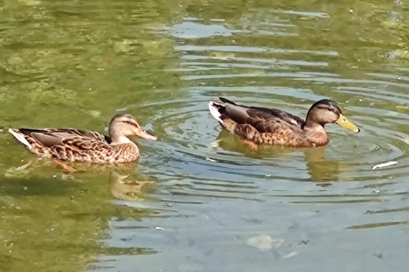 Motorola Edge 20 - Mostre Foto (zoom): IMG_20210820_103534011.jpg