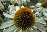 Samsung-Galaxy-Z-Fold7-Mostre-macro_002.jpg
