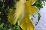 Samsung-Galaxy-Z-Fold7-Mostre-macro_021.jpg