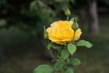 Samsung-Galaxy-Z-Fold7-Mostre-bokeh_021.jpg
