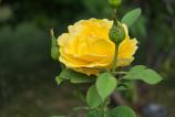 Samsung-Galaxy-Z-Fold7-Mostre-bokeh_020.jpg