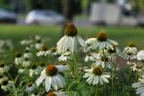 Samsung-Galaxy-Z-Fold7-Mostre-bokeh_009.jpg
