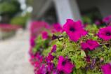 Samsung-Galaxy-Z-Fold7-Mostre-bokeh_016.jpg