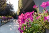 OnePlus-Nord-CE5-bokeh_011.jpg
