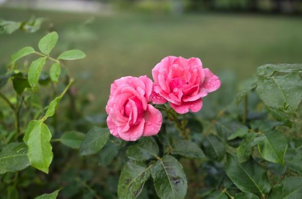 Samsung Galaxy Z Fold7 - Mostre Foto (bokeh): Samsung-Galaxy-Z-Fold7-Mostre-bokeh_023.jpg