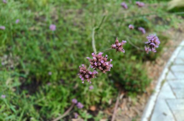 OnePlus Nord CE5 - Mostre bokeh: OnePlus-Nord-CE5-bokeh_001.jpg