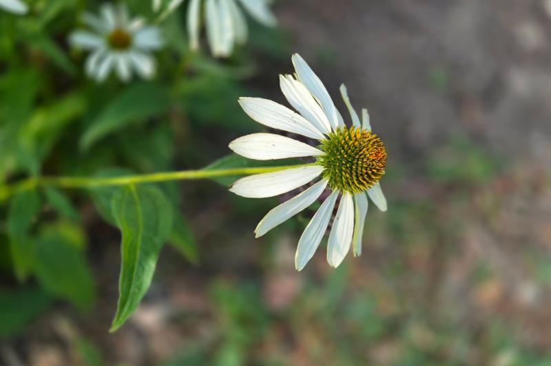 Samsung Galaxy Z Flip7 - Mostre Foto (bokeh): 20250712_075915.jpg