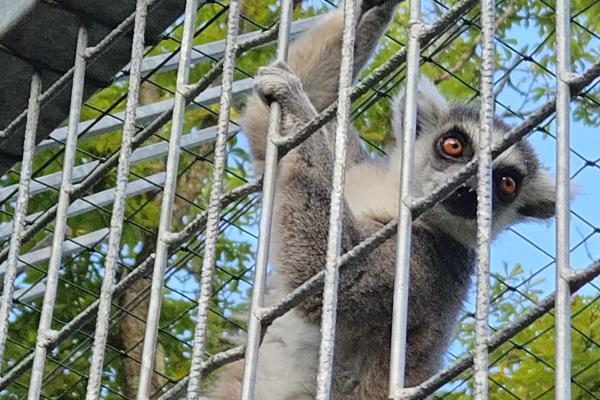 Samsung Galaxy Z Flip6 - Mostre zoom