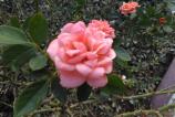 IMG_20160813_162916.jpg