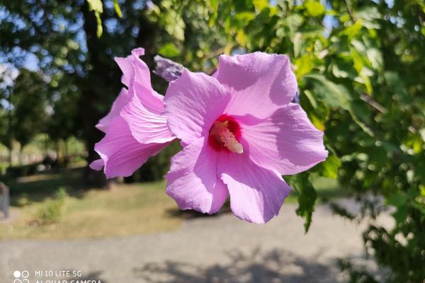 Xiaomi Mi 10 Lite 5G - Mostre Foto (ziua)