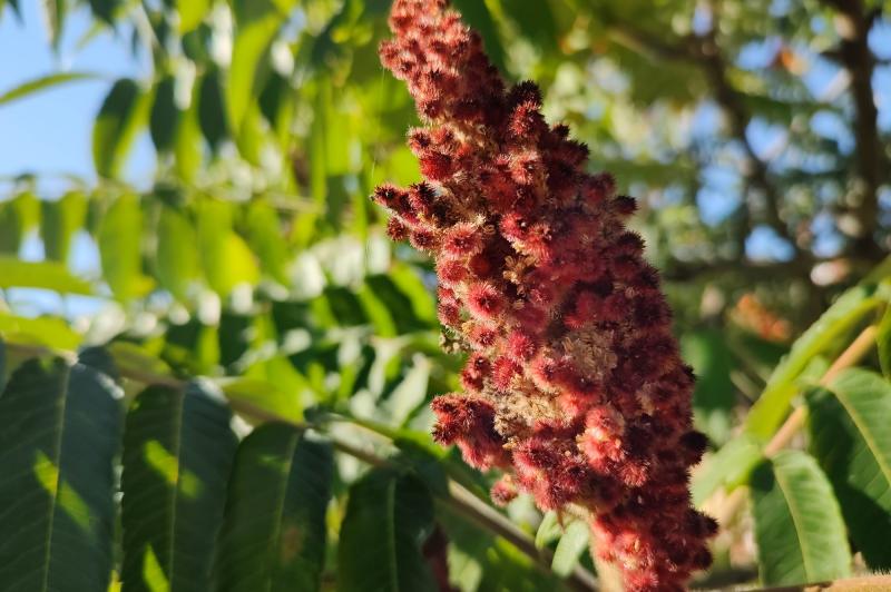 Motorola Edge 20 Pro - Mostre Foto (ziua): IMG_20210911_165409322.jpg