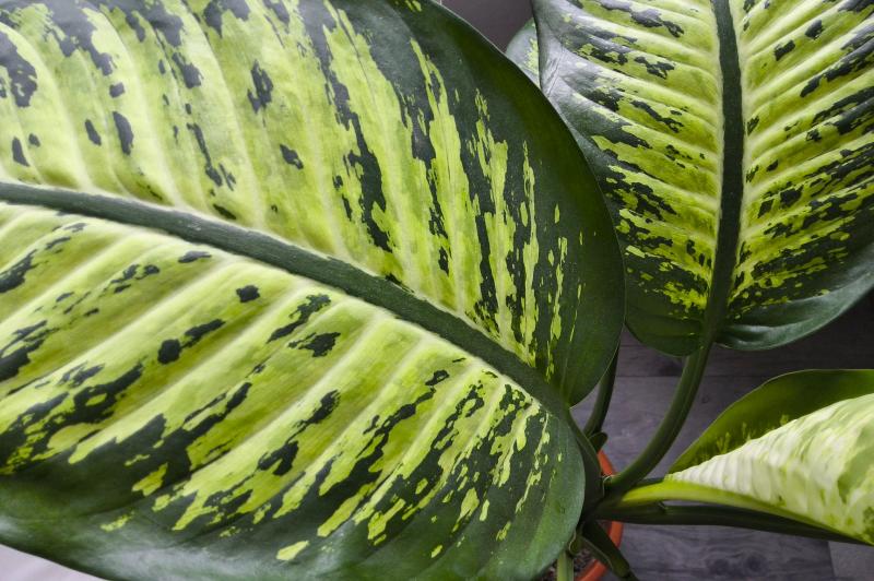 Samsung Galaxy Tab S11 - Mostre foto: TabS11 (12).jpg