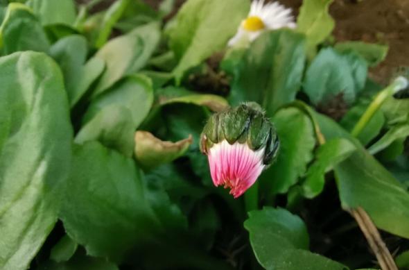 Huawei P40 Lite - Mostre Foto (ziua): IMG_20200306_142548.jpg