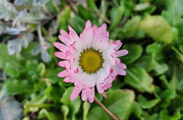 Huawei P40 Lite - Mostre Foto (bokeh): IMG_20200306_142601.jpg