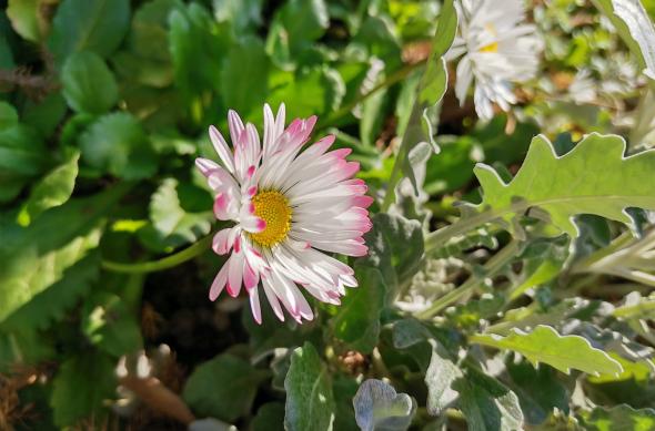 Huawei P40 Lite - Mostre Foto (bokeh): IMG_20200306_142457.jpg