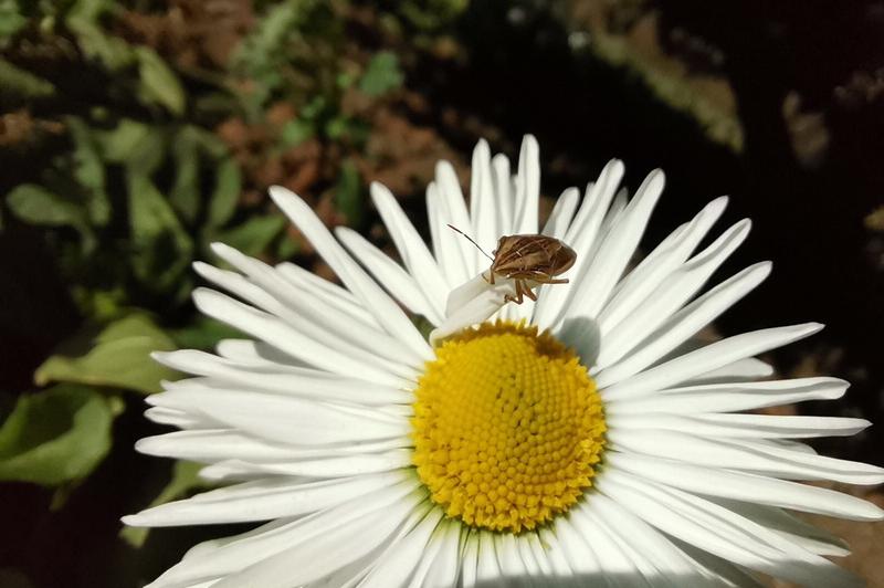 Huawei P40 Lite - Mostre Foto (bokeh): IMG_20200306_142708.jpg