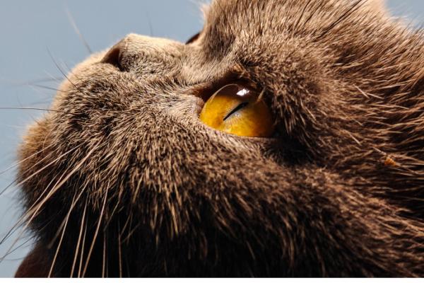 realme GT5 Pro - Mostre foto (Teaser)