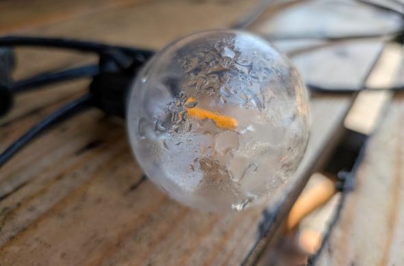 Google Pixel 10a - Mostre macro: Macro_ (2).jpg