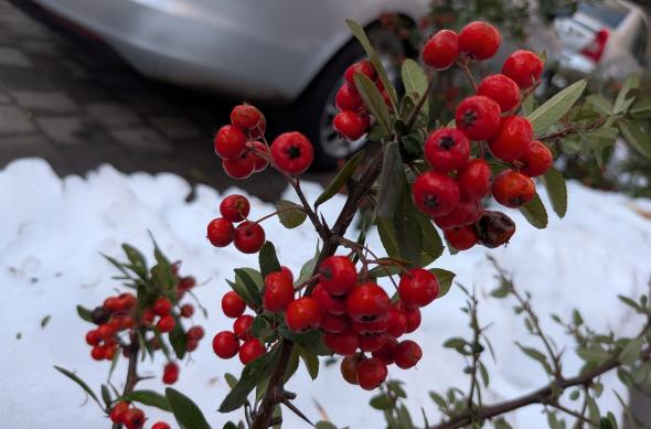 Google Pixel 10a - Mostre zi: Mostre-zi_ (3).jpg