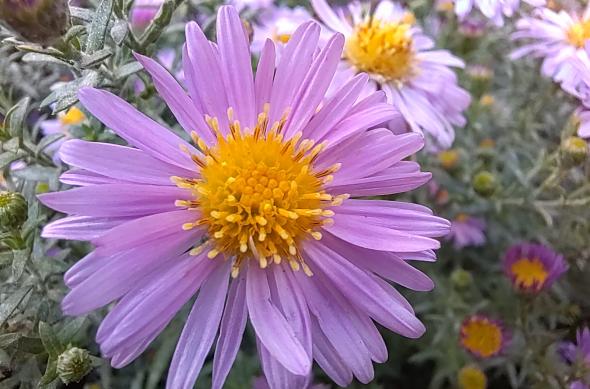 Huawei Nova 9 - Mostre Foto (ziua): IMG_20211017_155209.jpg