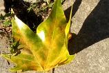 IMG_20171010_153638417.jpg
