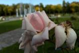 IMG_20171010_154927042.jpg