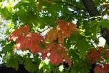 IMG_20171010_153852214.jpg