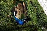 IMG_20171010_153507286.jpg