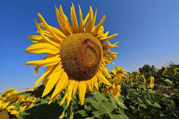 Xiaomi 13 Ultra - Mostre Foto (ziua)