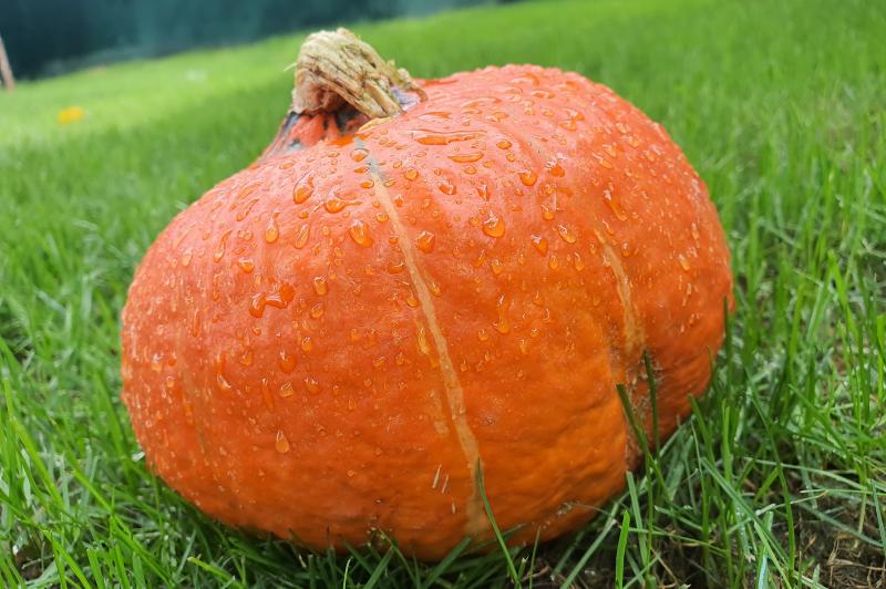 Samsung Galaxy Note 10+ - Mostre Foto (ziua): 20190830_152643.jpg