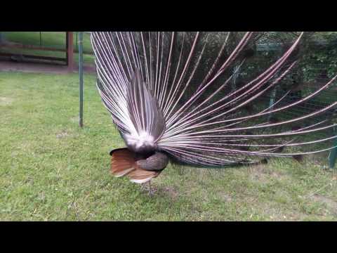 Allview V2 Viper i4G, mostră video Full HD 25 FPS IV. - Mobilissimo.ro