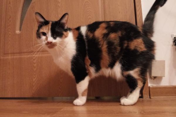 LG Q7 - Mostre Foto (ziua)