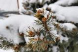 Realme-14-Pro-Plus-Mostre-closeup_002.jpg