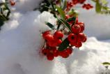 Realme-14-Pro-Mostre-Closeup_007.jpg
