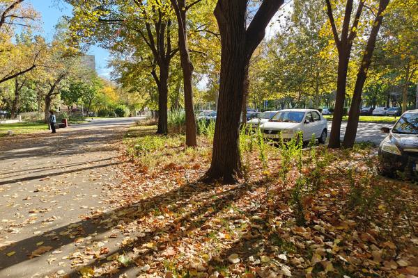 OnePlus Open - Mostre Foto (ziua)