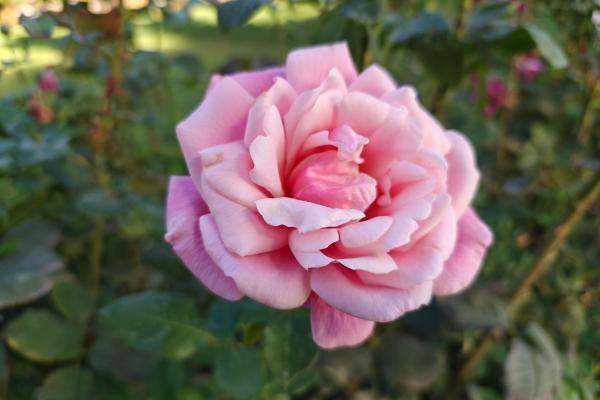 OnePlus Open - Mostre Foto (ziua)