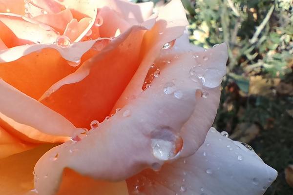 Motorola moto g14 - Mostre macro