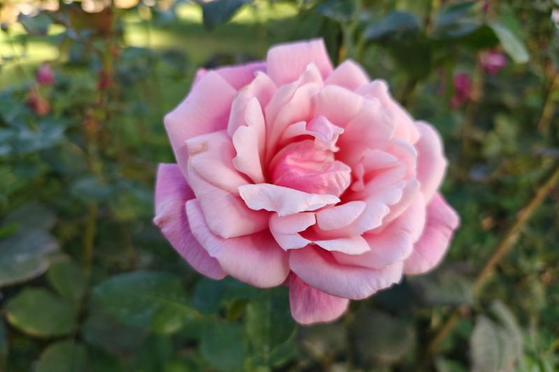 OnePlus Open - Mostre Foto (ziua): OnePlus-Open-Closeup-Bokeh_004.jpg