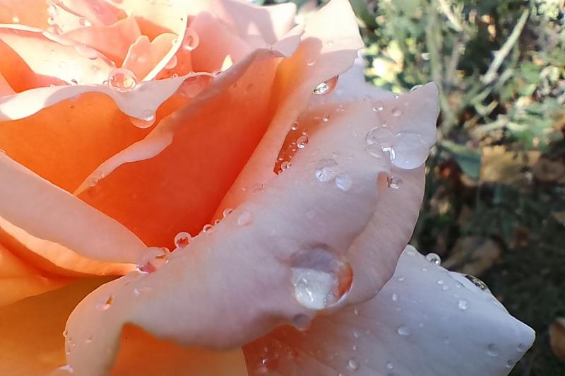 Motorola moto g14 - Mostre macro: Motorola-moto-g14-macro_004.jpg