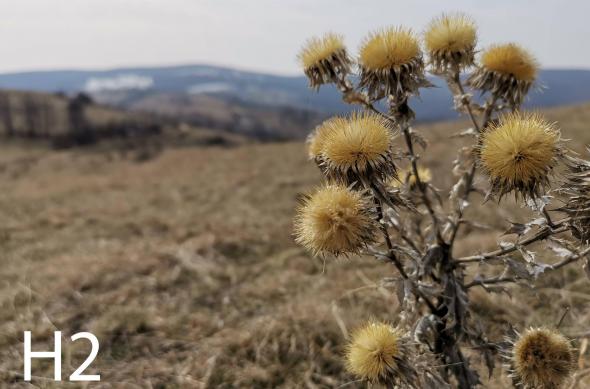 Vot în orb Samsung Galaxy S10+: bokeh.jpg