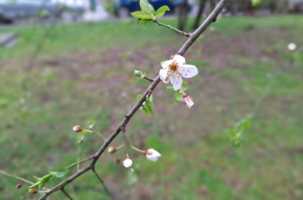 Samsung Galaxy A37 - Mostre bokeh: Bokeh_ (8).jpg