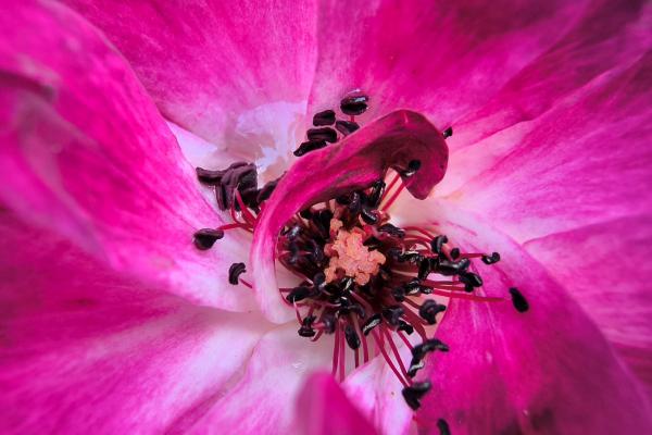 Motorola RAZR 50 - Mostre foto (macro)