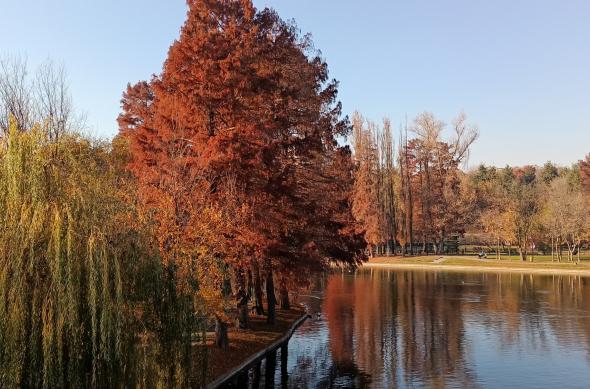Fotografii făcute ziua cu Oppo Reno4 Lite (mostre foto daylight): IMG20201126143248.jpg