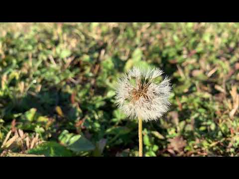 Apple iPhone XS Max, mostră video (autofocus, FHD 30FPS)