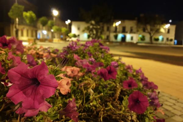 Samsung Galaxy Note 9 (Exynos 9810) - Mostre Foto (seara)