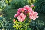 Motorola-moto-g86-mostre-bokeh_013.jpg