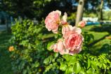 Motorola-moto-g86-mostre-bokeh_009.jpg