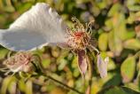 Honor-Magic-V3-Mostre-Macro_004.jpg