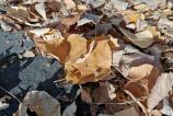 Honor-Magic-V3-Mostre-Macro_006.jpg